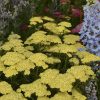 Achillea millefolium 'Sunny Seduction'