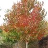 Acer rubrum 'Sun Valley'