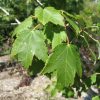 Acer rubrum 'Sun Valley' - Image 3