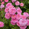 Rosa 'Meiswetdom' (Sweet Drift®)