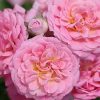 Rosa 'Meiswetdom' (Sweet Drift®) Tree Form - Image 3