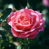 Rosa 'Meiswetdom' (Sweet Drift®) Tree Form - Image 2