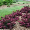 Weigela florida 'Bokraspiwi'