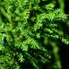 Cryptomeria japonica 'Taisho Tama'