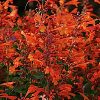 Agastache aurantiaca 'Tango'