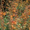 Agastache aurantiaca 'Tango' - Image 3