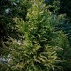 Cryptomeria japonica 'Taisho Tama' - Image 2