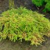 Taxodium distichum 'Secrest'