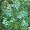 Cryptomeria japonica 'Tarheel Blue'