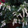 Pieris japonica 'Temple Bells' - Image 3