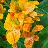 Canna Island Series 'Tenerife' - Image 2