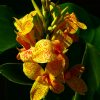 Canna Island Series 'Tenerife'