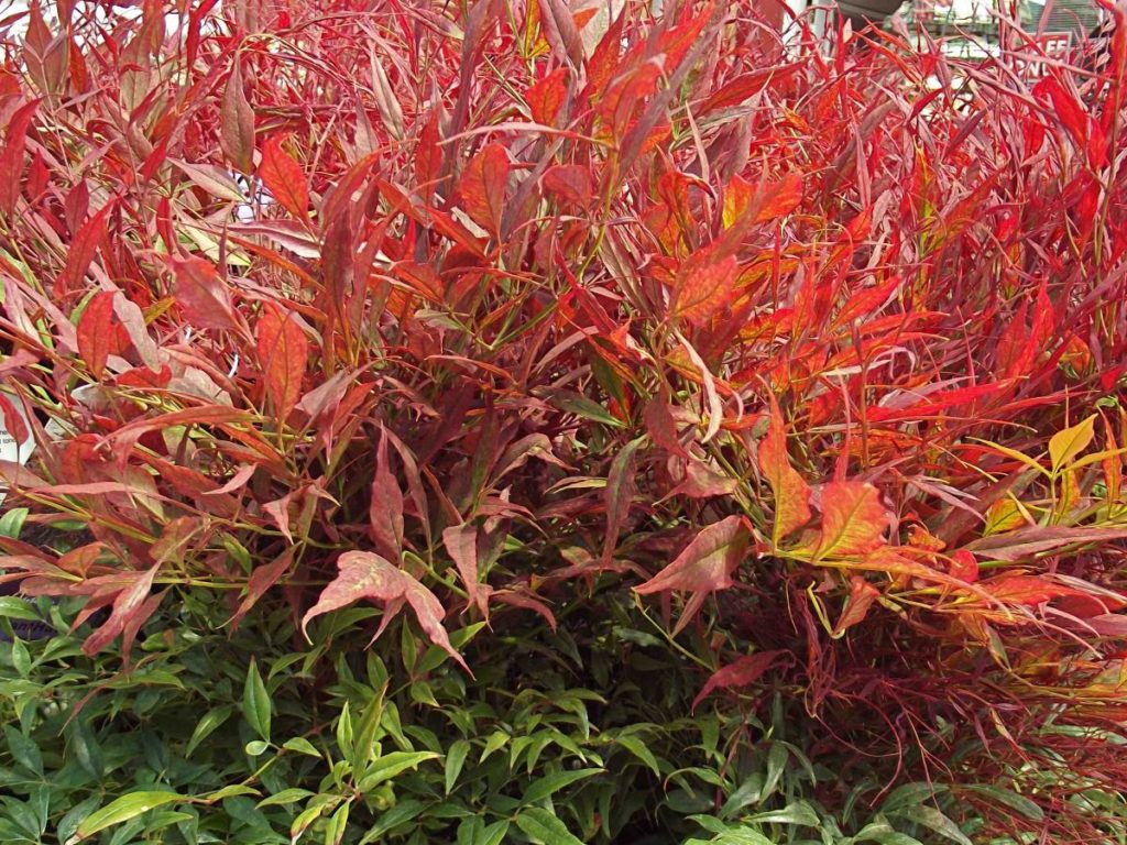 Nandina domestica ‘Tuscan Flame’ Kiefer Nursery Trees, Shrubs