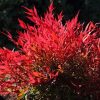Nandina domestica 'Tuscan Flame' - Image 2