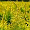 Thuja plicata 'Daniellow'
