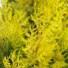 Thuja plicata 'Daniellow' - Image 2