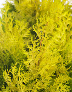 Thuja plicata ‘Daniellow’ | Kiefer Nursery: Trees, Shrubs, Perennials