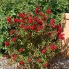 Lagerstroemia 'Dynamite' - Image 3