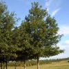 Quercus nuttallii (Nuttall Oak) - Image 2