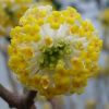 Edgeworthia chrysantha 'Snow Cream' - Image 3