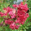 Lagerstroemia indica 'Victor' - Image 3