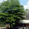 Quercus laurifolia (Laurel Oak)