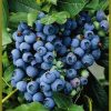 Vaccinium ashei 'Powderblue' - Image 2