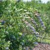 Vaccinium ashei 'Brightwell'