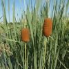 Typha laxmannii - Image 2