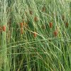 Typha laxmannii