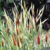 Typha latifolia 'Variegata'