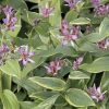 Tricyrtis formosana 'Samurai'