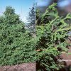 Chamaecyparis obtusa 'Torulosa'