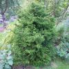 Chamaecyparis obtusa 'Torulosa' - Image 2