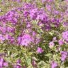 Phlox glaberrima ssp. triflora 'Triple Play' - Image 2