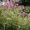 Phlox glaberrima ssp. triflora 'Triple Play' - Image 3