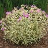Phlox glaberrima ssp. triflora 'Triple Play'