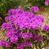 Rhododendron 'Tapestry'