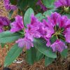 Rhododendron 'Tapestry' - Image 3