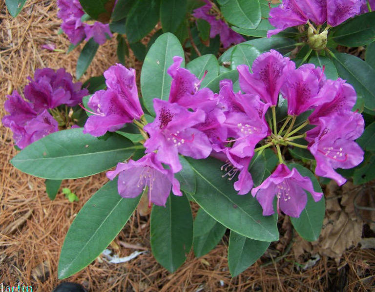Rhododendron ‘Tapestry’ Kiefer Nursery Trees, Shrubs, Perennials