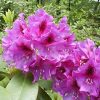 Rhododendron 'Tapestry' - Image 2