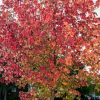 Acer buergerianum