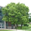 Acer buergerianum - Image 2