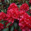 Rhododendron 'Trocadero'