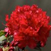Rhododendron 'Trocadero' - Image 2