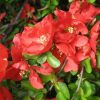 Chaenomeles x superba 'Texas Scarlet' - Image 2