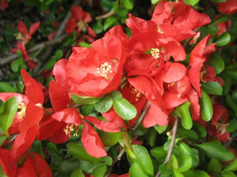 Chaenomeles x superba ‘Texas Scarlet’ | Kiefer Nursery: Trees, Shrubs ...