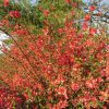 Chaenomeles x superba 'Texas Scarlet'