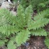 Dryopteris crassirhizoma