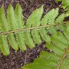 Dryopteris crassirhizoma - Image 3